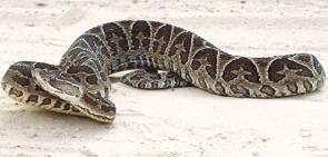 Foto de uma serpente urutu-cruzeiro