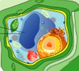 Vacúolo vegetal: grande bolsa presente no citoplasma (em azul na imagem)