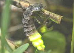 foto de um inseto Vaga-lume