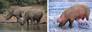 Foro de rinocerontes e porcos, animais vivíparos