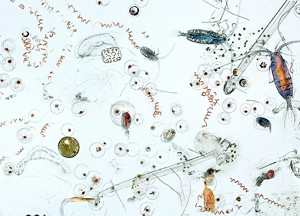 Imagem de microscópio mostrando vários zooplânctons Imagem de microscópio mostrando vários zooplânctons